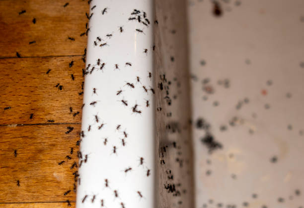 Best Emergency Pest Control  in Murrysville, PA