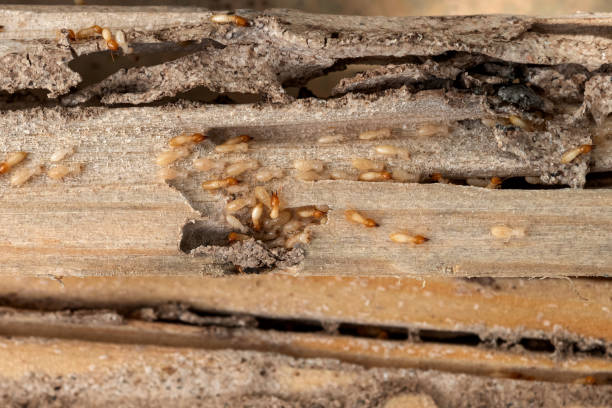 Best Mosquito Control Services  in Murrysville, PA